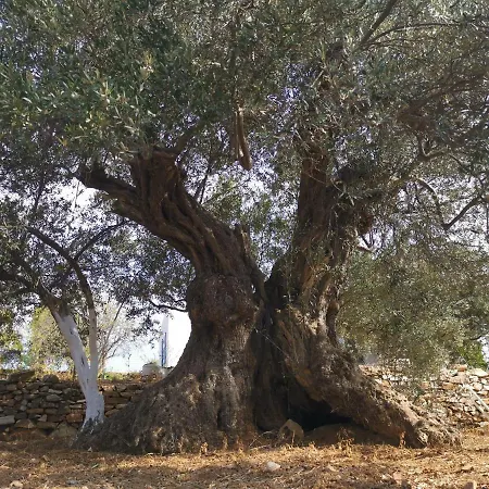 Ktima Elea Andiparos